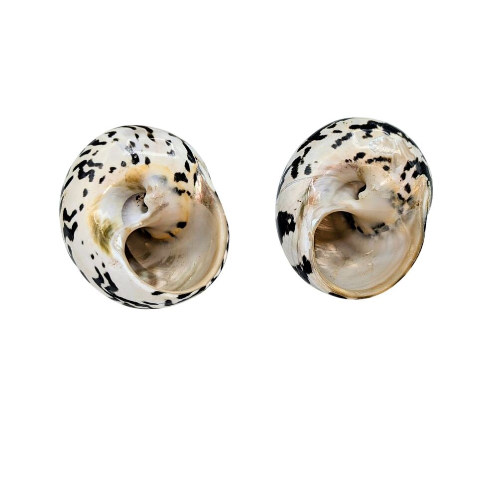 Set of Two Magpie Turbo Shell Black and White Seashell Coastal Decor - Picture 4 of 5